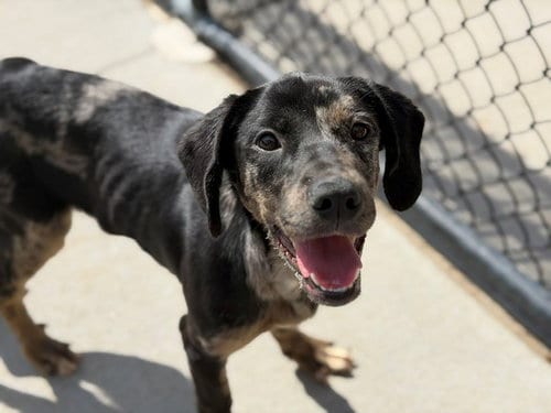 Photo of Caleb, adoptable Labrador Retriever in Tulsa, Oklahoma