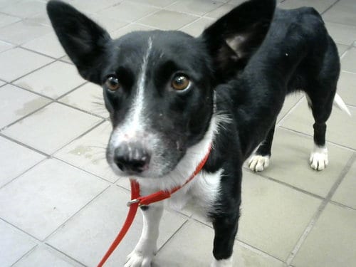 Photo of Happy, adoptable Pembroke Welsh Corgi in Albuquerque, New Mexico