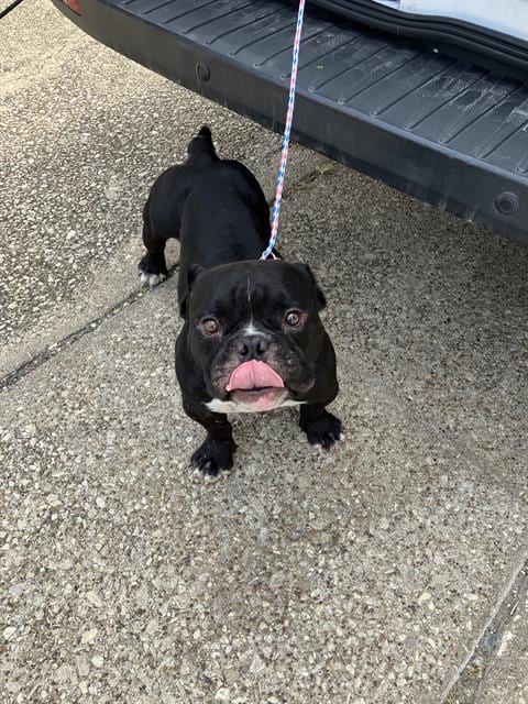 Photo of Pops, adoptable Bulldog in Dallas, Texas