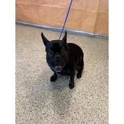 Photo of Darth Vader, adoptable French Bulldog in Doral, Florida