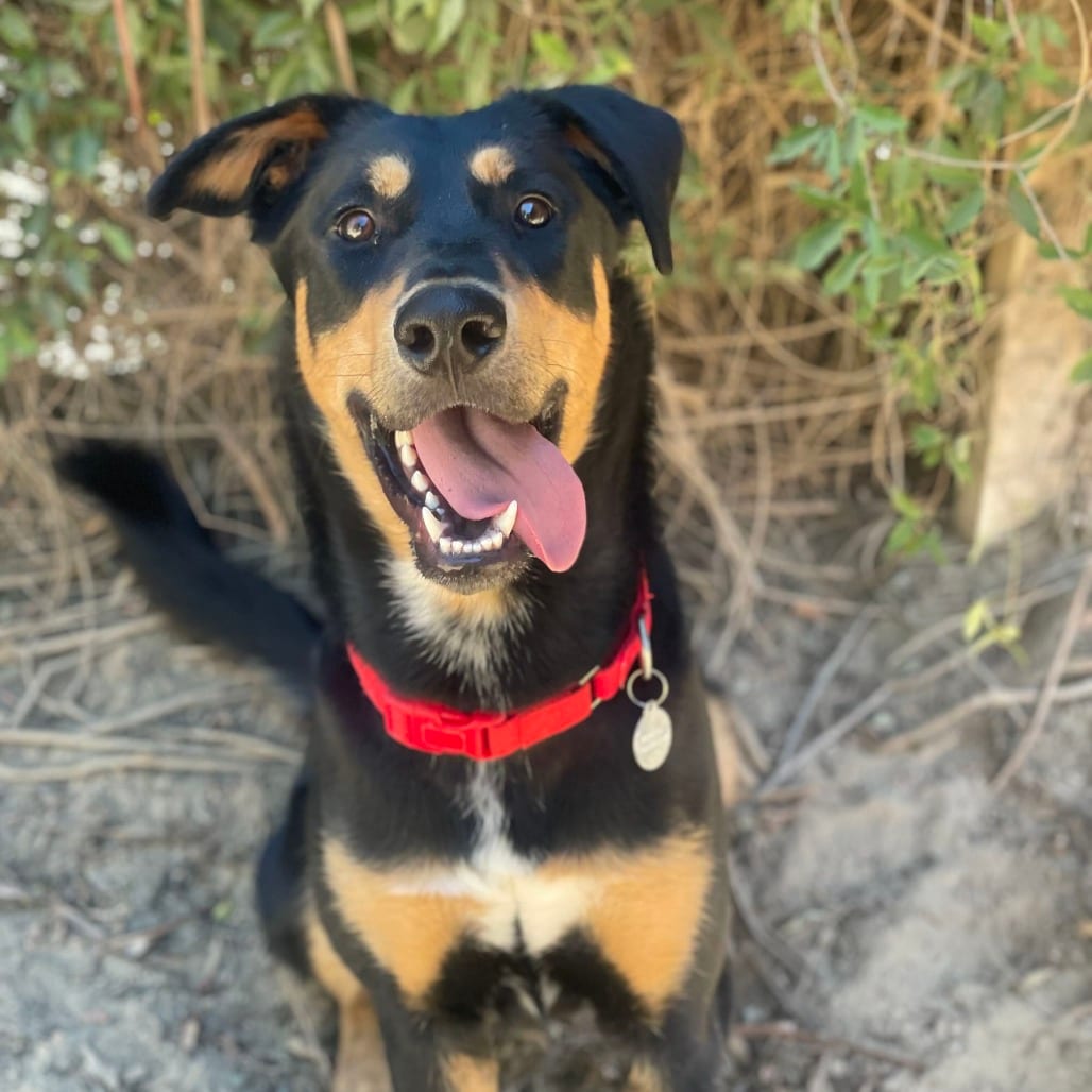 Photo of Duke, adoptable Pinscher, Doberman / Mixed Breed (Large) in Riverside, California