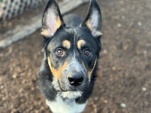 Photo of Bandit, adoptable German Shepherd Dog in Tacoma, Washington