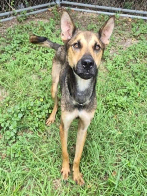 Photo of Draken, adoptable German Shepherd Dog in Houston, Texas