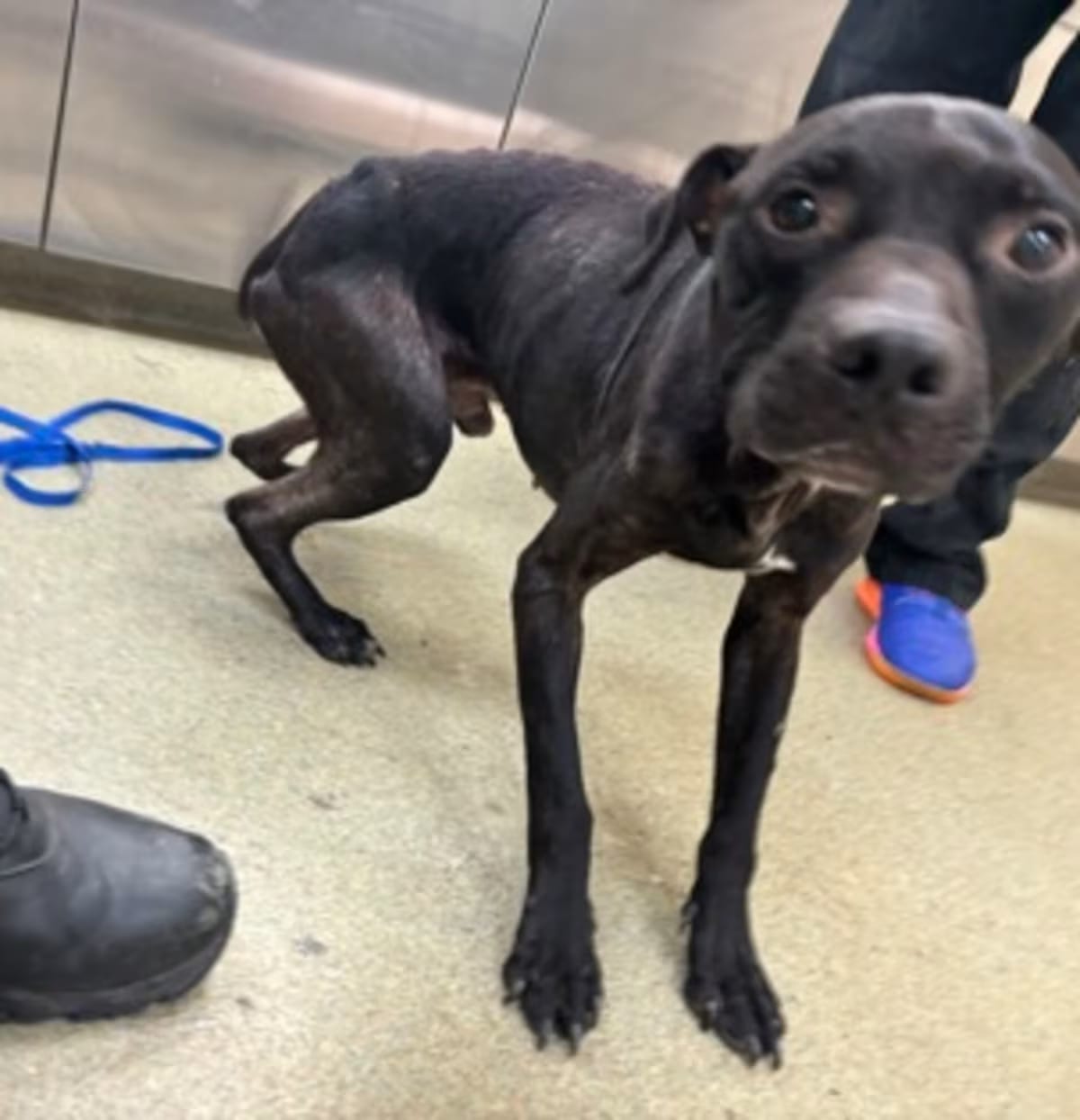 Photo of Shock-G, adoptable American Pit Bull Terrier in Chesapeake, Virginia
