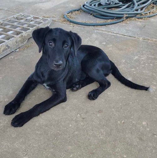 Photo of Martina, adoptable Labrador Retriever in Palatine/Kildeer/Buffalo grove, Illinois