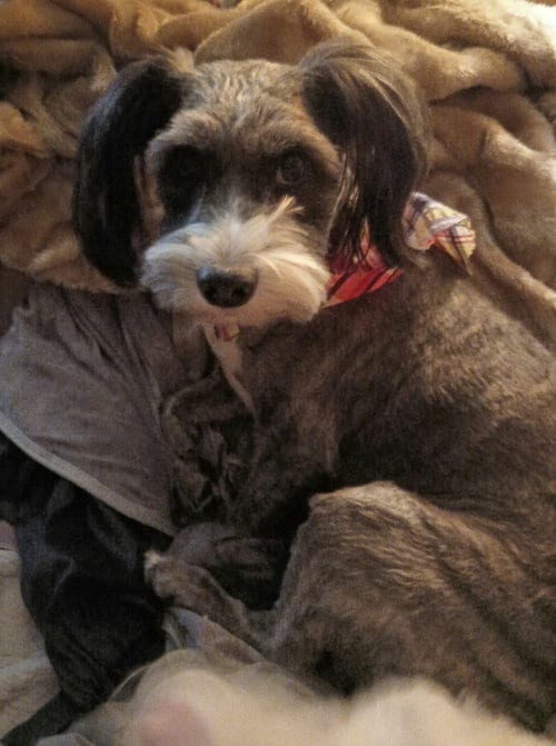 Photo of Bobby, adoptable Tibetan Terrier in Stover, Missouri