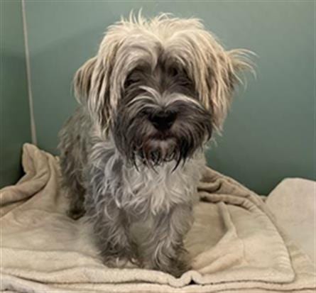 Photo of A889199, adoptable Maltese in Camarillo, California