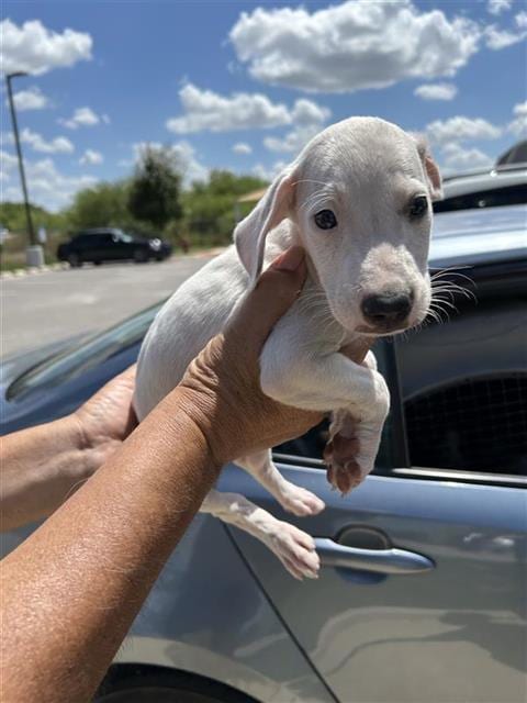Photo of Mike, adoptable Hound in San Antonio, Texas