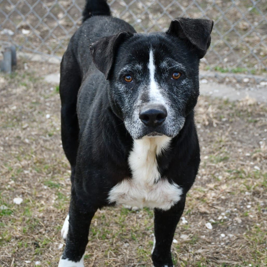 Photo of Mark, adoptable Retriever, Black Labrador / Shepherd in Beaumont, Texas