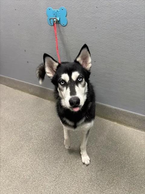 Photo of Sky, adoptable Siberian Husky in Las Vegas, Nevada