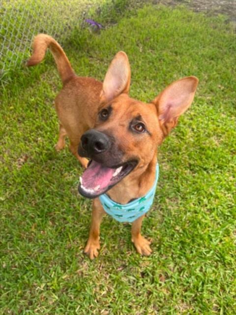 Photo of A523094, adoptable Black Mouth Cur in Wilmington, North Carolina