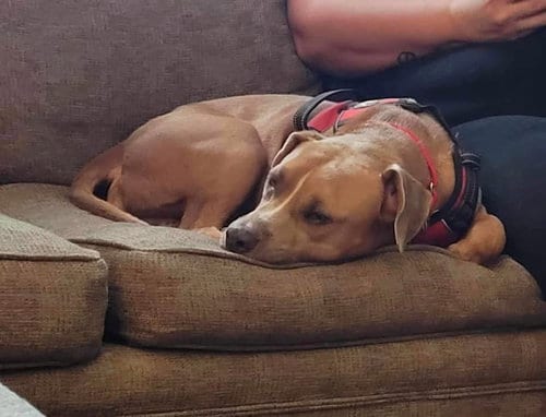 Photo of Ace - loving/laid back pittie, adoptable American Pit Bull Terrier in Oakhurst, New Jersey