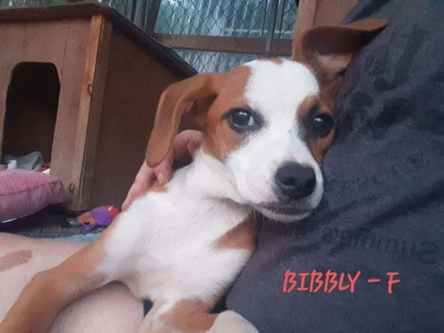 Photo of Bibbly (3mo, 13lbs), adoptable Hound in Hinton, West Virginia