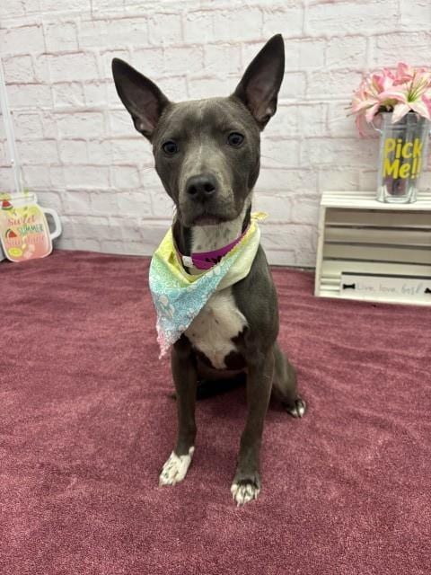 Photo of Azal, adoptable Pit Bull Terrier in Detroit, Michigan