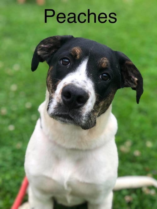 Photo of Peaches, adoptable Hound in Elkins, West Virginia