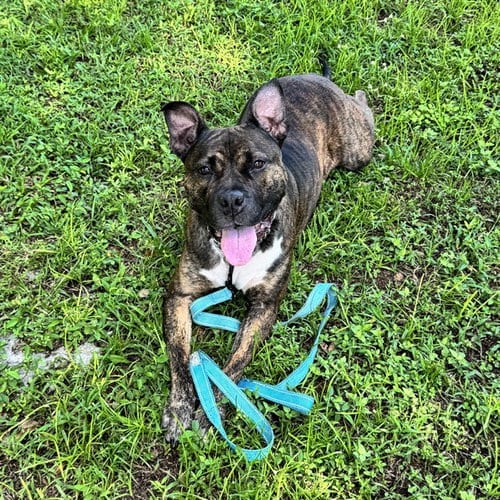 Photo of Mabel, adoptable Staffordshire Bull Terrier in Naples, Florida