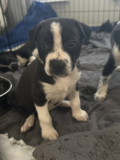 Photo of Flora Bell, adoptable Staffordshire Bull Terrier in The Woodlands, Texas