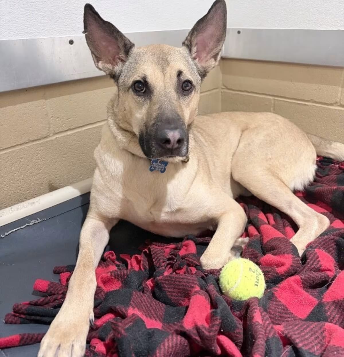 Photo of Weston, adoptable Shepherd (Unknown Type) in Fort Collins, Colorado