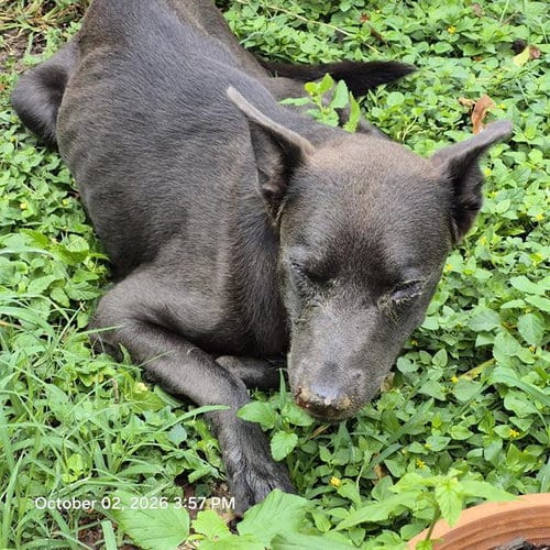Photo of Noah, adoptable Terrier in San Antonio, Texas