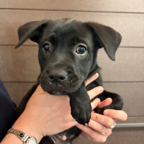Photo of Nelly, adoptable Unknown breed in Rancho Santa Fe, California