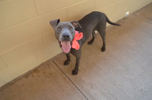 Photo of Bloop, adoptable American Pit Bull Terrier in McKinney, Texas