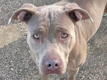 Photo of Roxanne, adoptable dog in Georgetown, Texas