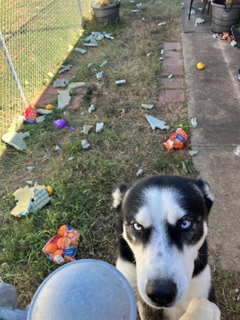 Photo of Stitch, adoptable Husky in Dallas, Texas