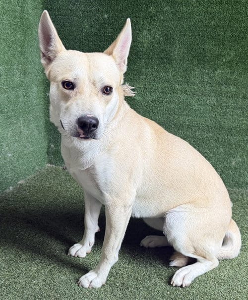 Photo of Storm, adoptable Siberian Husky in Lancaster, California