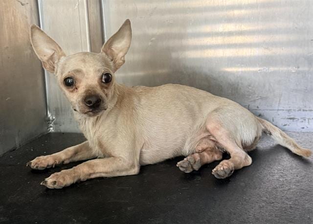 Photo of CJ, adoptable dog in San Antonio, Texas