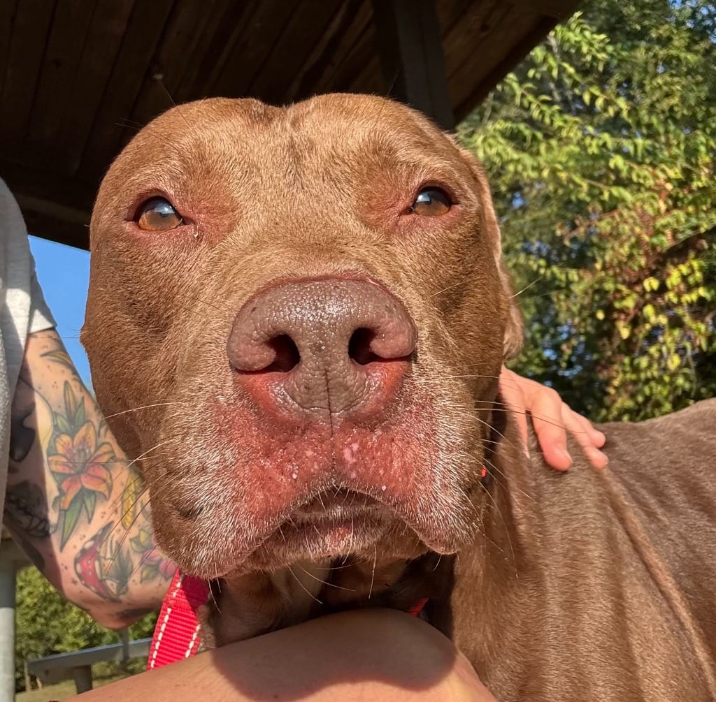 Photo of Fiddler, adoptable Pit Bull Terrier in East Ridge, Tennessee