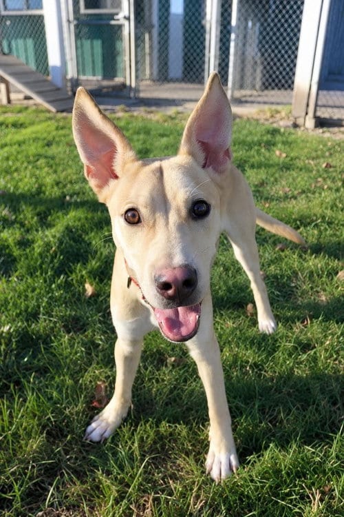 Photo of Sinclair, adoptable Pit Bull Terrier in AUSTIN, Minnesota