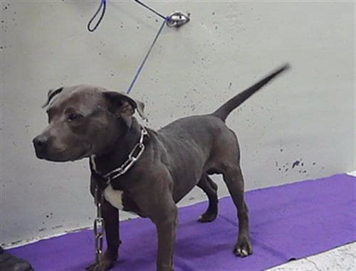 Photo of Chester, adoptable Staffordshire Bull Terrier in Houston, Texas