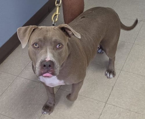 Photo of Chichi, adoptable Pit Bull Terrier in Killeen, Texas