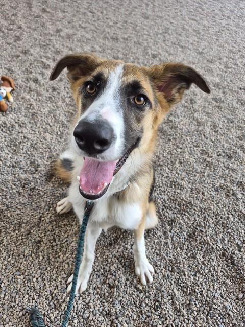 Photo of Banjo, adoptable Australian Shepherd in Mesa, Arizona
