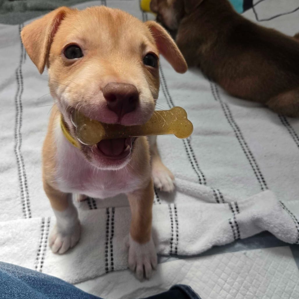 Photo of Kimberly pup - Chucky, adoptable Cattle Dog, Australian (Red Heeler) / Mix in Fairfax Station, Virginia