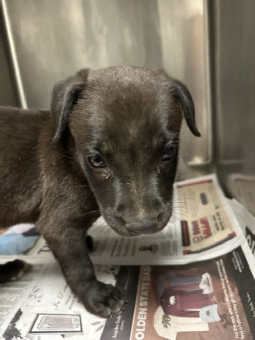 Photo of Tid Bit, adoptable Pit Bull Terrier in Van Nuys, California