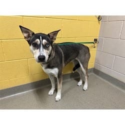 Photo of Stella, adoptable Husky American Pit Bull Terrier in Colorado Springs, Colorado