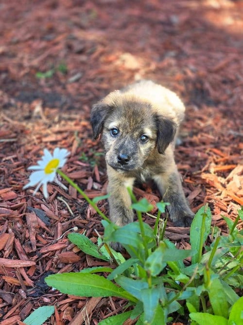Photo of Oso, adoptable Terrier in Dorr, Michigan