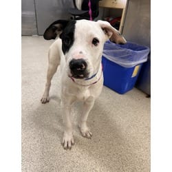 Photo of Spots, adoptable American Pit Bull Terrier in Jurupa Valley, California