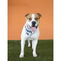 Photo of Benny, adoptable American Bulldog in Doral, Florida