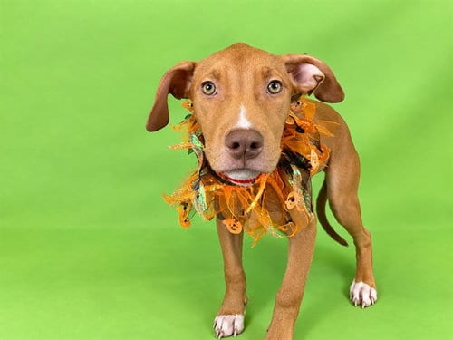 Photo of Tassie, adoptable American Staffordshire Terrier in Ft Lauderdale, Florida