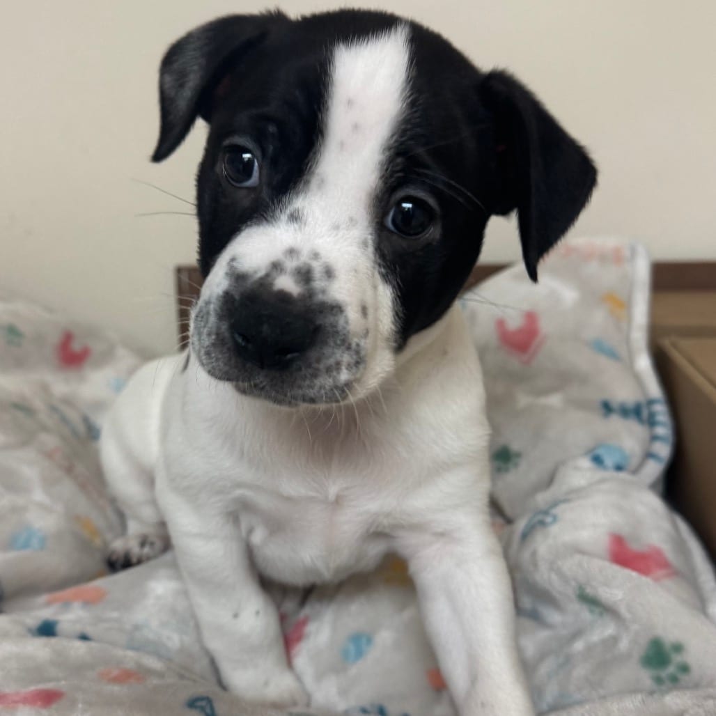 Photo of Petey, adoptable Terrier / Mixed Breed (Small) in Potomac, Maryland