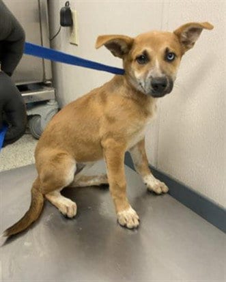 Photo of A256720, adoptable German Shepherd Dog in Visalia, California