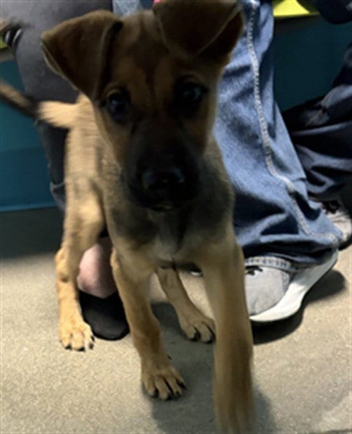 Photo of A662286, adoptable German Shepherd Dog in Houston, Texas
