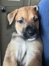 Photo of Reeses, adoptable Labrador Retriever in Van Nuys, California