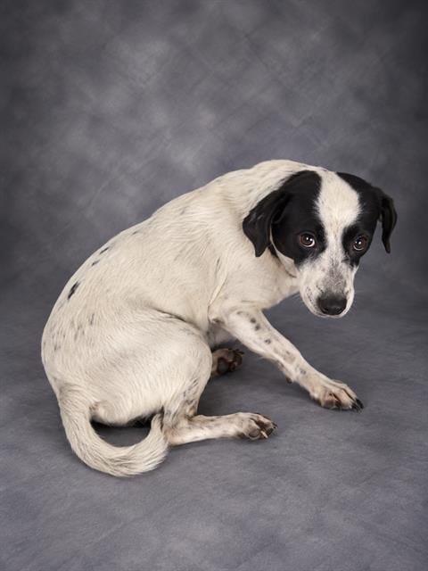 Photo of Johns, adoptable Chihuahua in Winter Haven, Florida