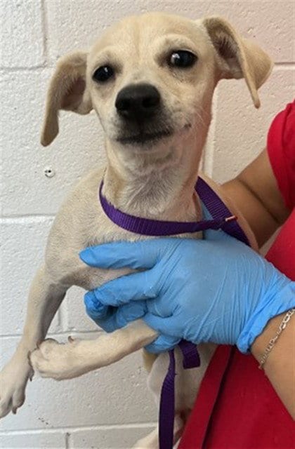 Photo of Macaroni, adoptable Chihuahua in San Bernardino, California