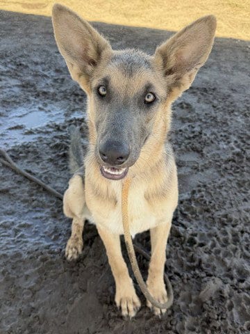 Photo of Silvana, adoptable German Shepherd Dog in Bakersfield, California