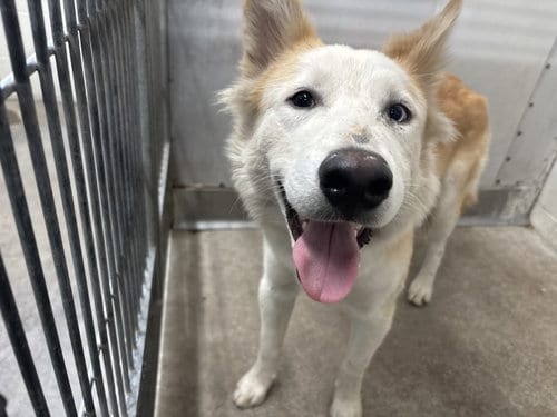 Photo of Buster, adoptable Siberian Husky in San Bernardino, California