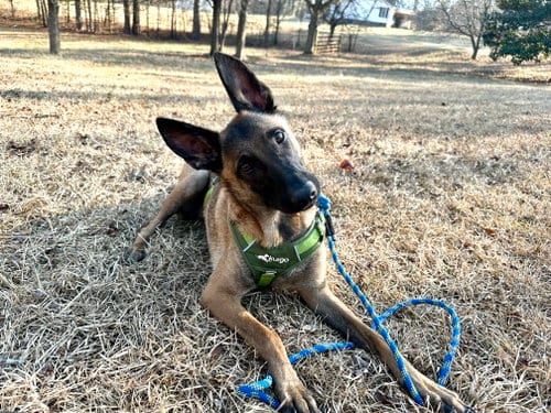 Photo of Lorcan Woodley - SC, adoptable Belgian Shepherd Malinois in Amherst Junction, Wisconsin